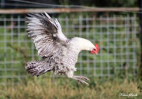 Flying chickie