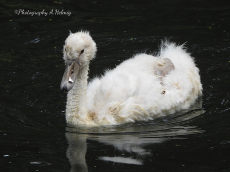 Lelijke eendje? of......
