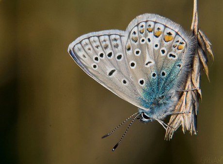 Icarus blauwtje