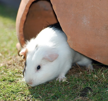 een cavia