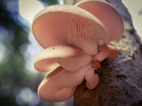 Paddestoelen 