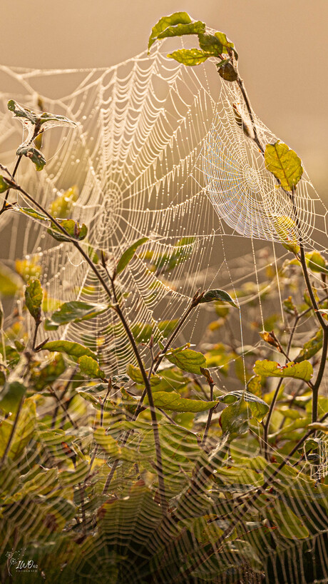 De herfst heeft haar intrede gedaan.