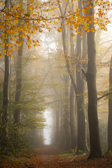 Herfst op de Veluwe in de mist