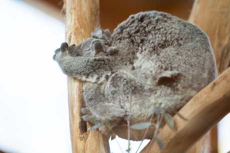 Ouwehands dierenpark