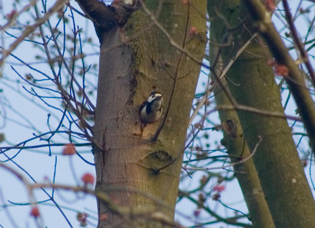 Bonte specht kijkt uit de boom