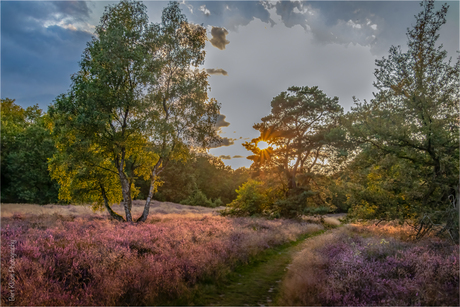 Heide bij avondlicht…