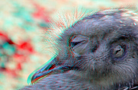  Blijdorp Zoo Rotterdam  2026 3D anaglyph stereo Fuji-W3