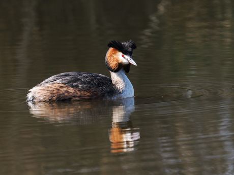 Fuut in het zonnetje 