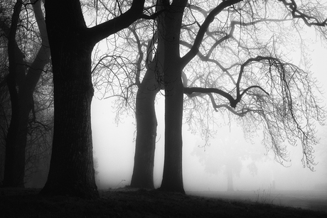 Bomen in de mist 