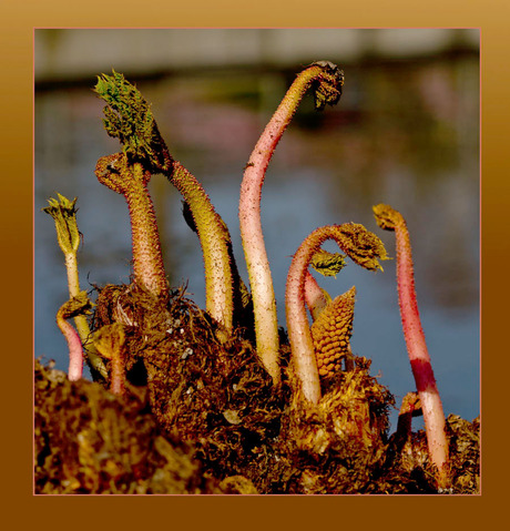 geen idee.......................