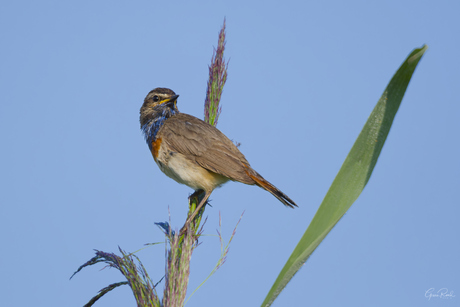 Blauwborst