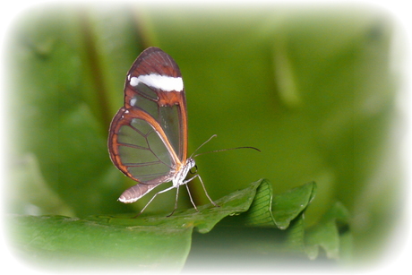 vlinder blijdorp