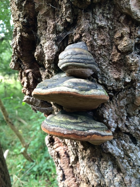 Paddenstoelen tijd