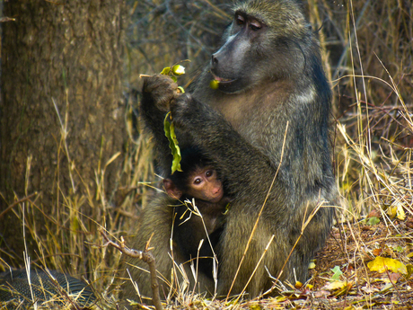 Mother baboon with her child