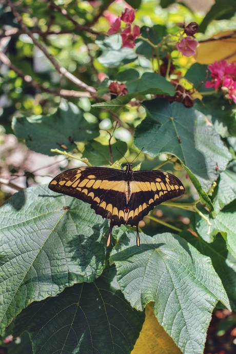 Lovely butterfly