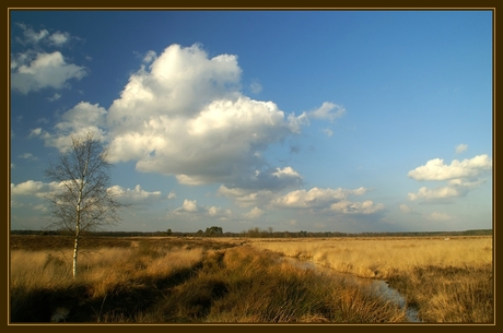 Dwingelderveld (6)