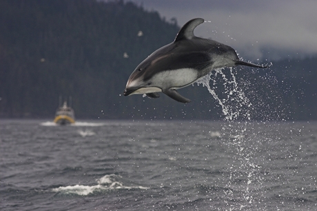 Dolfijn bij Alert Bay B.C., Canada