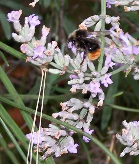 Hommel aan het werk