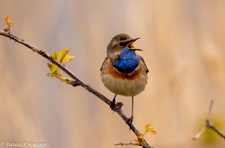 Blauwborst