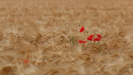 Poppy's.