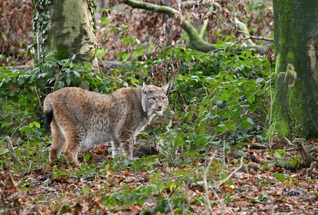 Forest Hunter