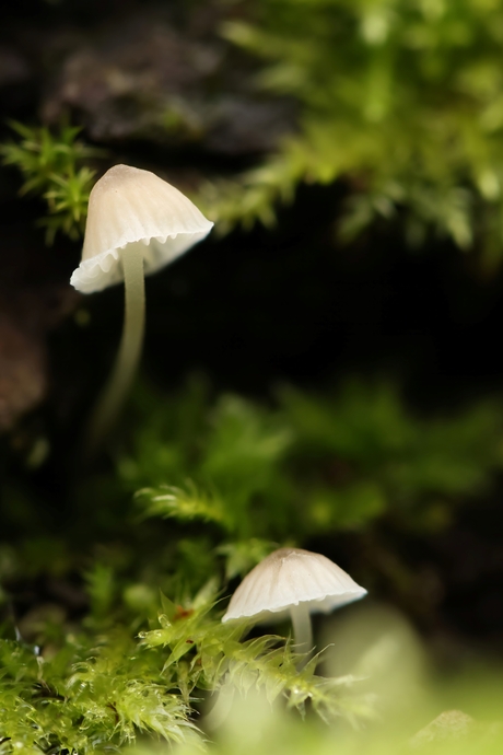 Mycena 