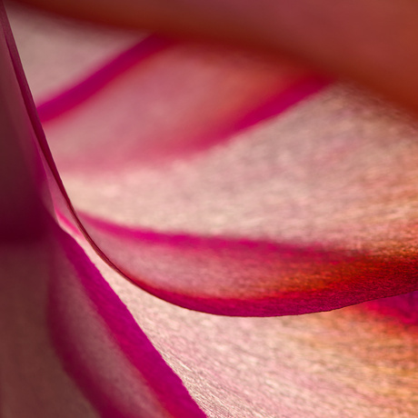 Detail van bloem van lidcactus.