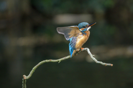 IJsvogel dame