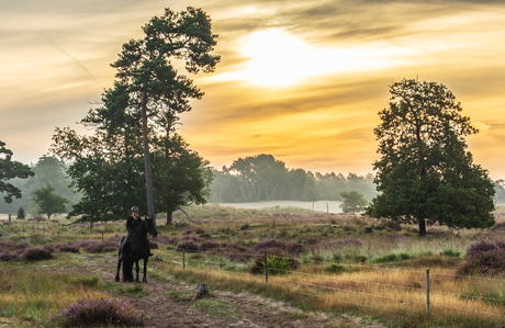Heide en Friese merrie Anna - Loonse en Drunense duinen 