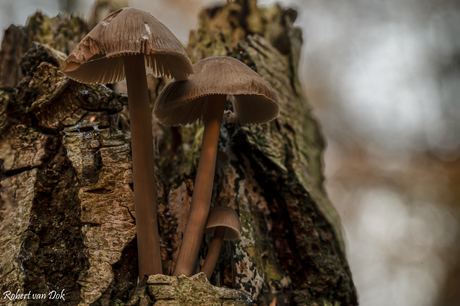 Paddenstoelen 