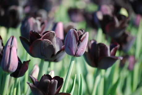 Fluwelen tulpen