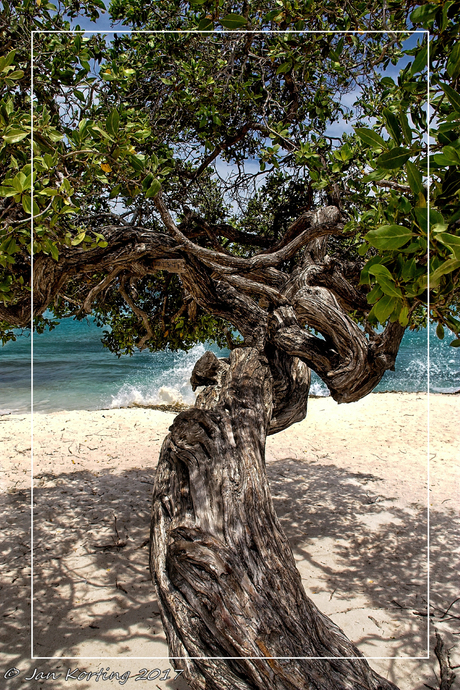 Dividivi boom op Aruba