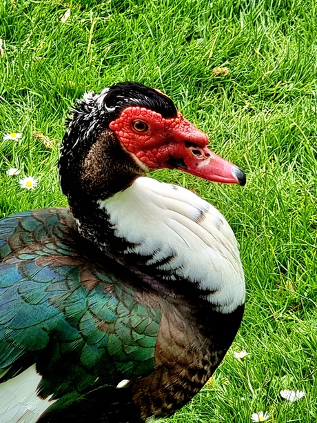 Model