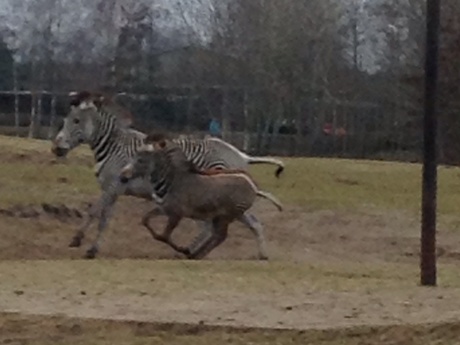 Galopperende zebra's