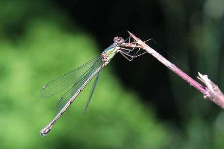 Groene juffer in de zon