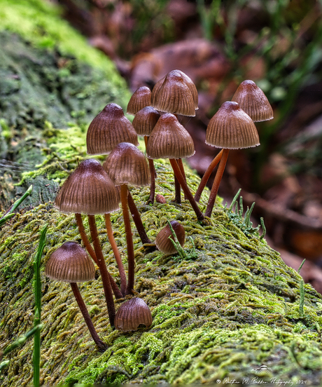 Paddenstoelen (Focus Merge)