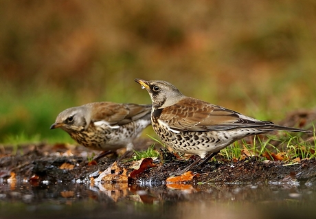 Kramsvogel