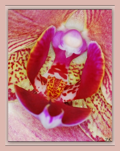 orchidee