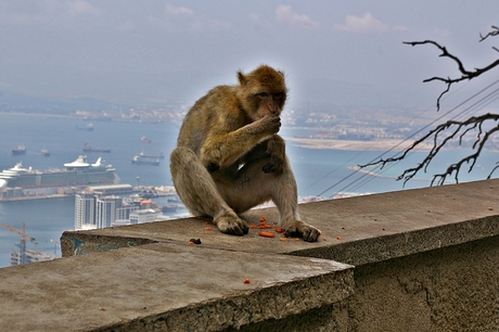 De apen van Gibraltar 4