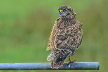 Buizerd