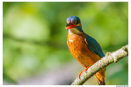 IJsvogel