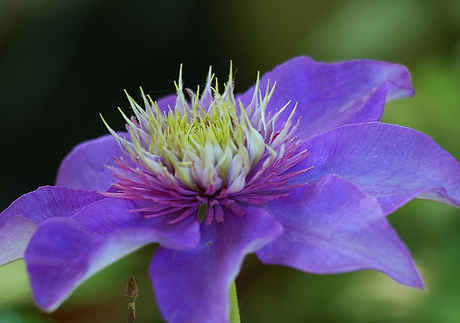 Clematis