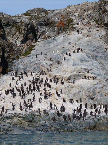 Pinguïns op een rots