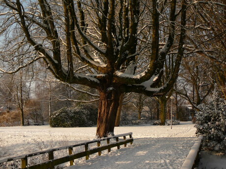 Sneeuw kastanje boom en ook een menora