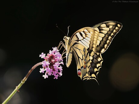 Papilio Machaon     {  Koninginnenpage  }