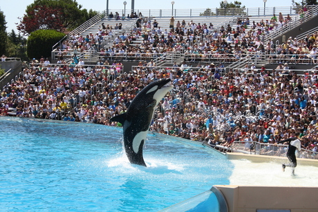 Shamu