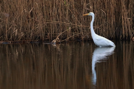 Zilverreiger