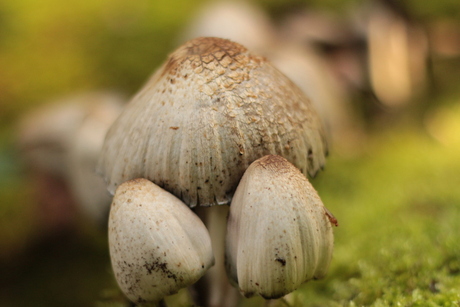 Mushroom threesome
