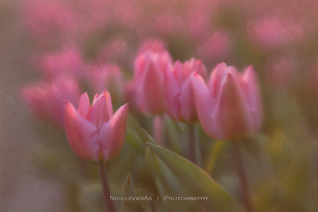 Tulips from Texel.