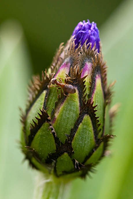 Knop korenbloem